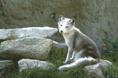 Wolf pup